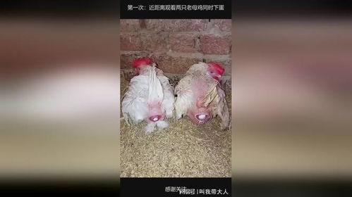 老母鸡下蛋视频