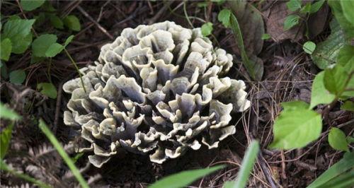 干巴菌种植技术视频,从选种到收获的全程解析
